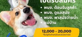 รับสมัครพนักงานโครงการ My Paws’ Backyard